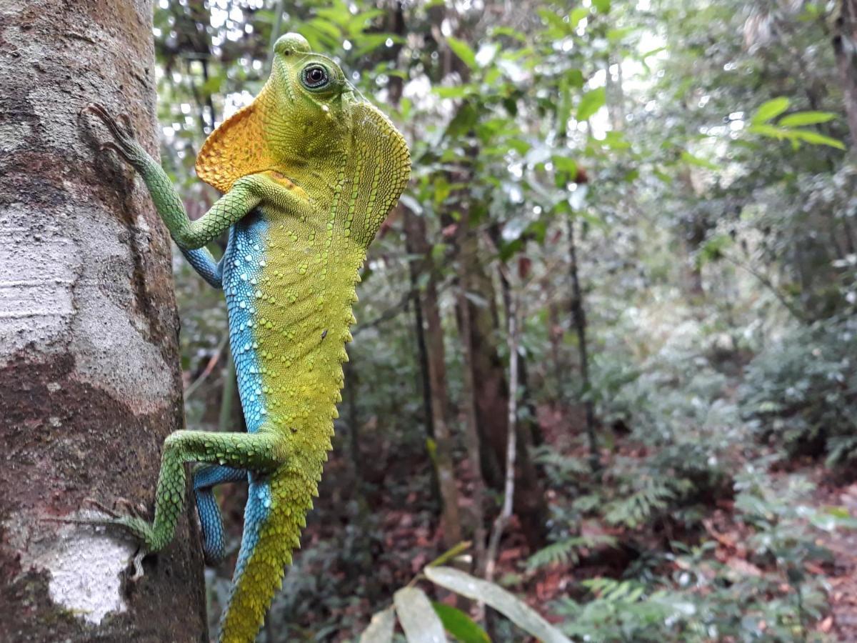 Rainforest River Bay デニヤヤ エクステリア 写真